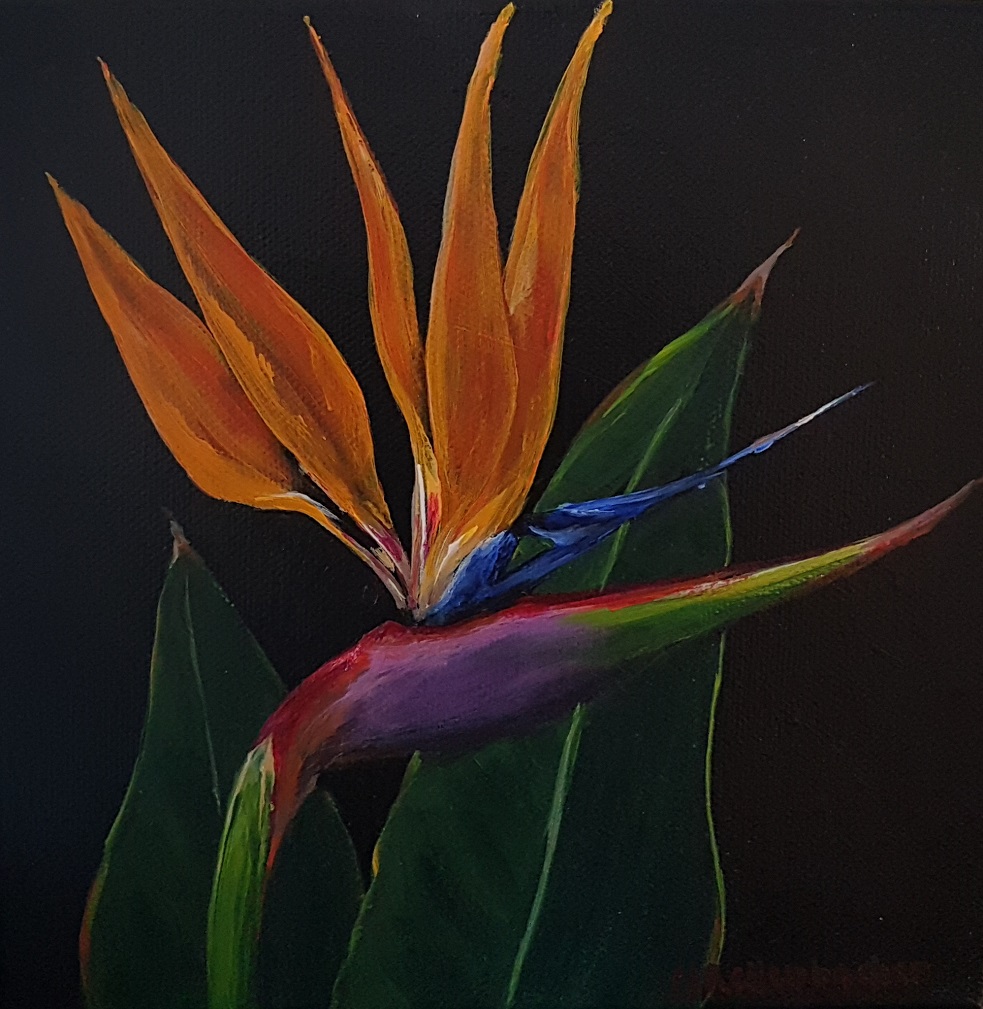 Strelitzia
